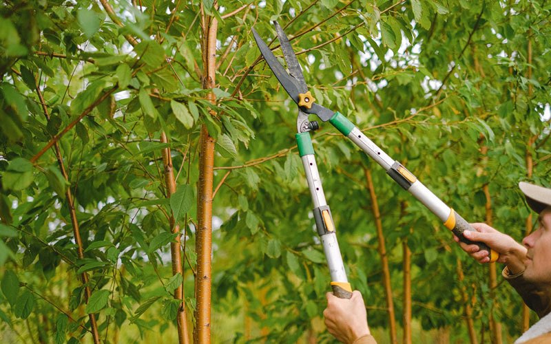 Tree trimming in Camas Valley, OR